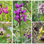 Orchidee spontanee protette a Calasetta